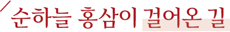 순하늘 홍삼이 걸어온 길